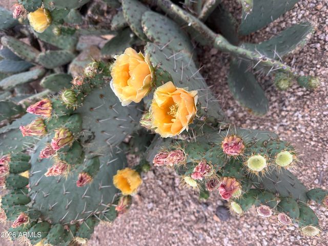 1121 W ASTER Drive, Phoenix, AZ 85029