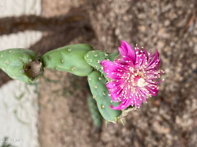 1121 W ASTER Drive, Phoenix, AZ 85029