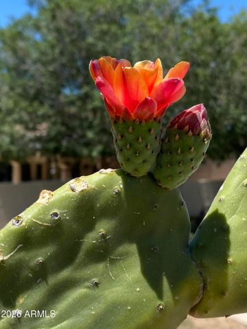 1121 W ASTER Drive, Phoenix, AZ 85029