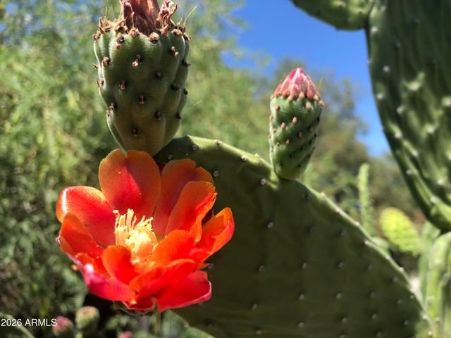 1121 W ASTER Drive, Phoenix, AZ 85029