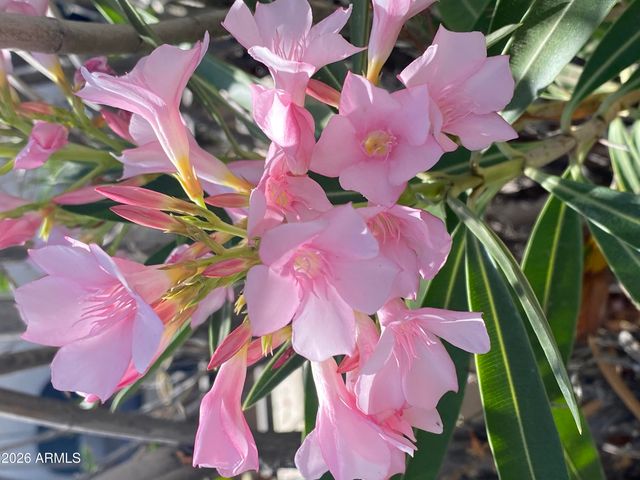 1121 W ASTER Drive, Phoenix, AZ 85029