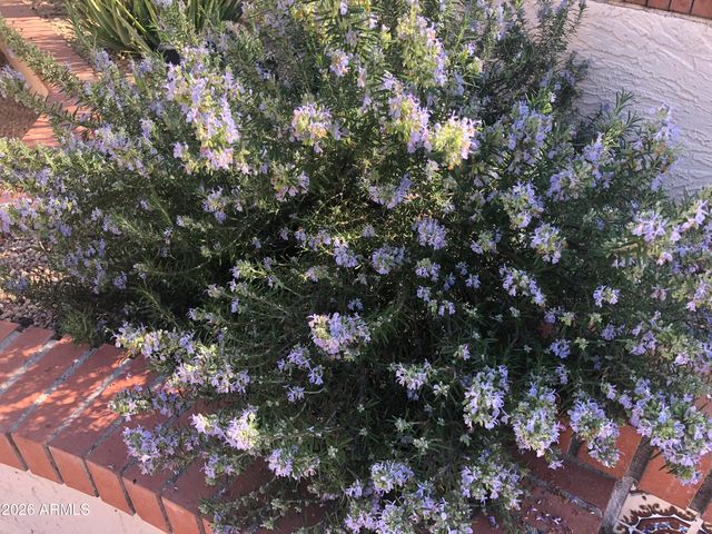 1121 W ASTER Drive, Phoenix, AZ 85029