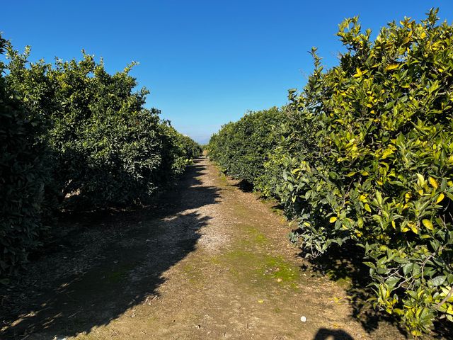 124 Road, Woodlake, CA 93286