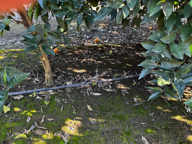 124 Road, Woodlake, CA 93286