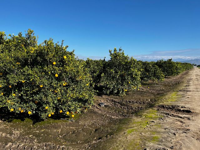 124 Road, Woodlake, CA 93286