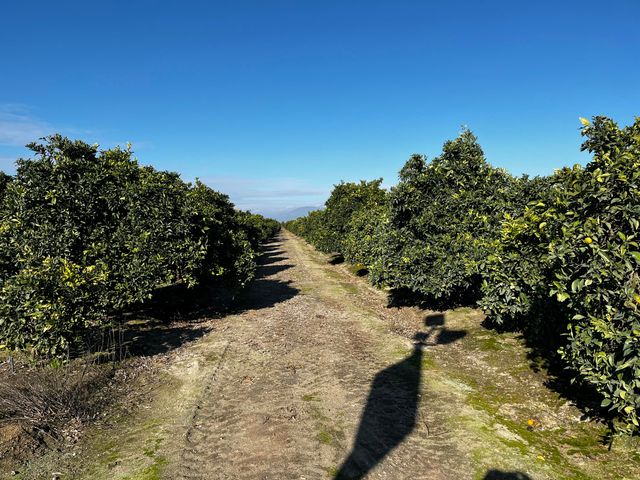 124 Road, Woodlake, CA 93286