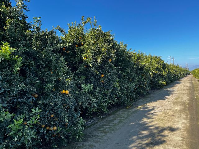 124 Road, Woodlake, CA 93286