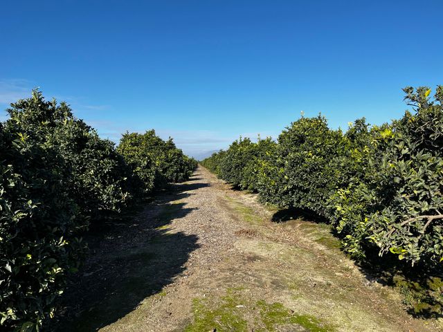 124 Road, Woodlake, CA 93286