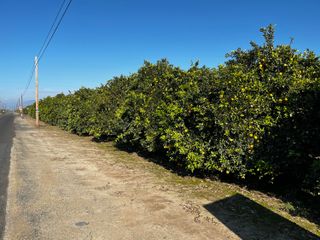 124 Road, Woodlake, CA 93286