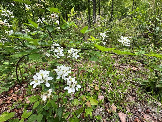 99999 Bird Creek Estates Road, Black Mountain, NC 28711