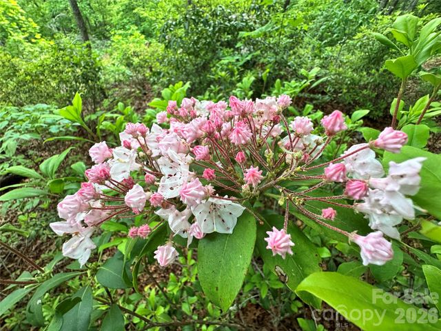 99999 Bird Creek Estates Road, Black Mountain, NC 28711