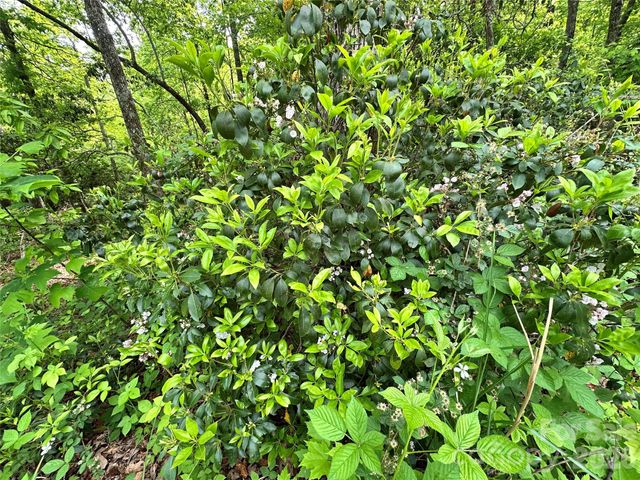 99999 Bird Creek Estates Road, Black Mountain, NC 28711