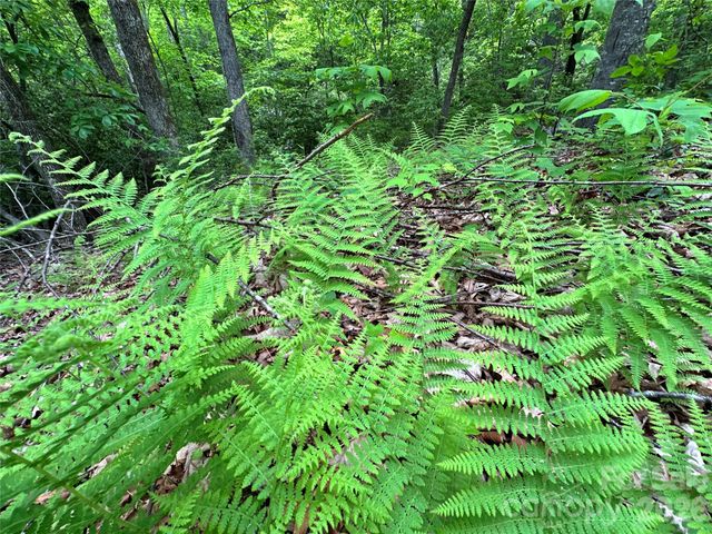 99999 Bird Creek Estates Road, Black Mountain, NC 28711