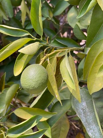 81677 Avenida Parito, Indio, CA 92203