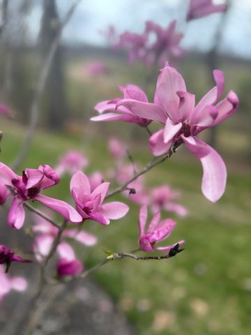 851 Birch Creek Drive, Alexandria, KY 41001