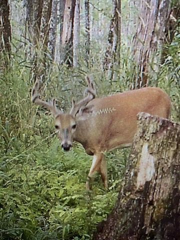 COUNTY ROAD K, Waupaca, WI 54981