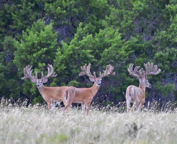 5525 FM2340 RD, Burnet, TX 78611