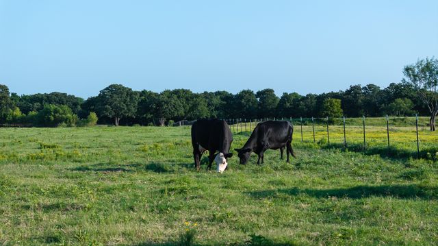 360 Pop Noah Road, Collinsville, TX 76233