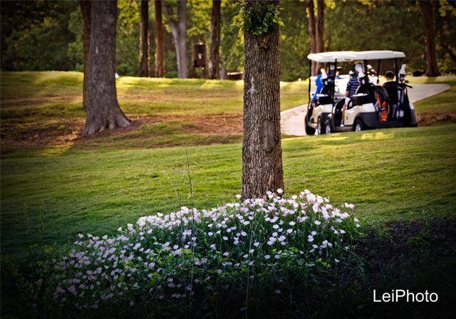 tbd Pine Hills Lane, Gordonville, TX 76245