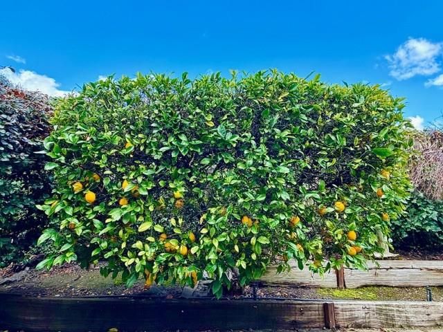 225 Mount Hermon Road, Scotts Valley, CA 95066