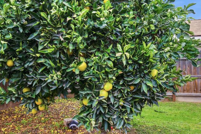 1371 Pepperwood Street, Tulare, CA 93274