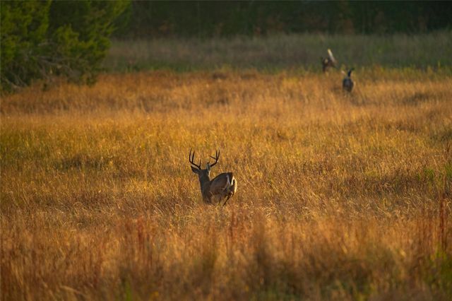 518 Curly H Ranch RD, Dripping Springs, TX 78620
