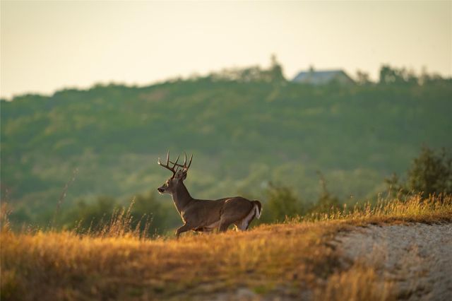 518 Curly H Ranch RD, Dripping Springs, TX 78620