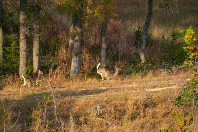 518 Curly H Ranch RD, Dripping Springs, TX 78620