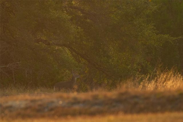 518 Curly H Ranch RD, Dripping Springs, TX 78620