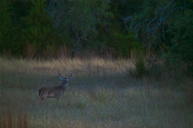 518 Curly H Ranch RD, Dripping Springs, TX 78620