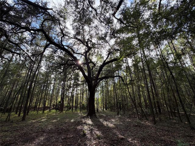 TBD NW 160TH ST, Reddick, FL 32686