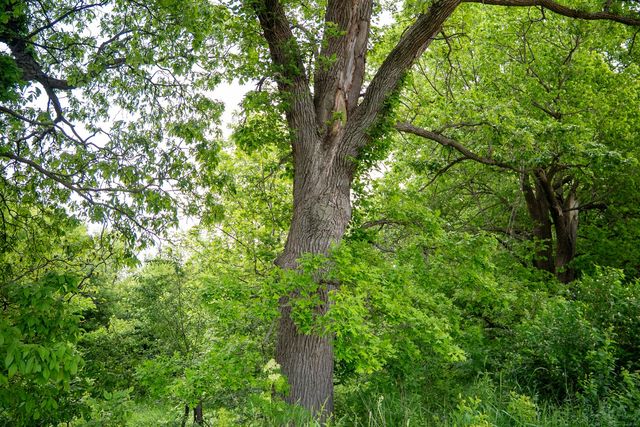 0 Capp Road, Morrison, IL 61270