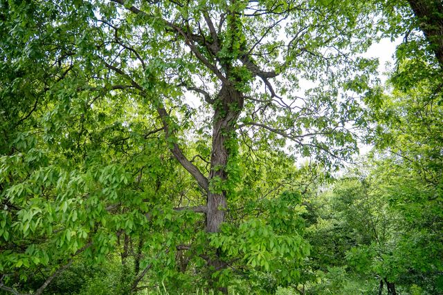 0 Capp Road, Morrison, IL 61270