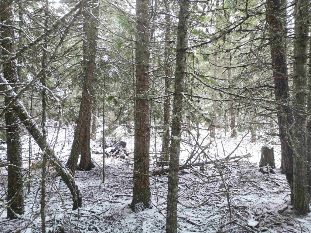 80 Bugling Elk Lane, Weippe, ID 83553 photo 10