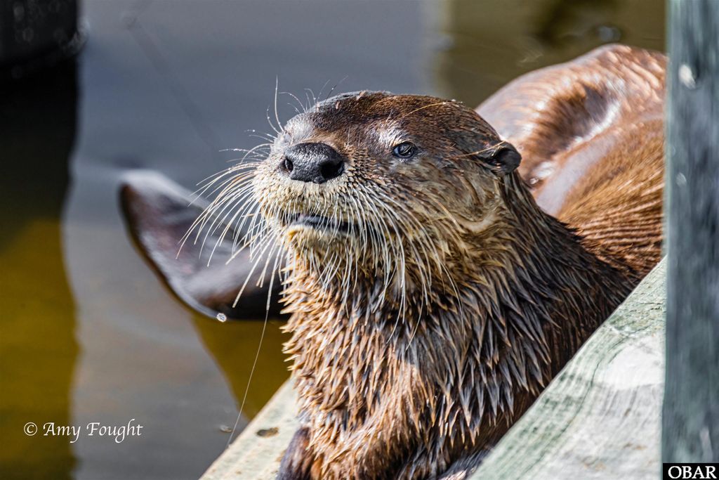 Image 46 of property listing at 984 Cruz Bay Court Lot 33, Corolla, NC 27927
