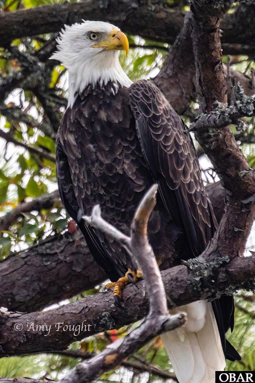 Image 47 of property listing at 984 Cruz Bay Court Lot 33, Corolla, NC 27927