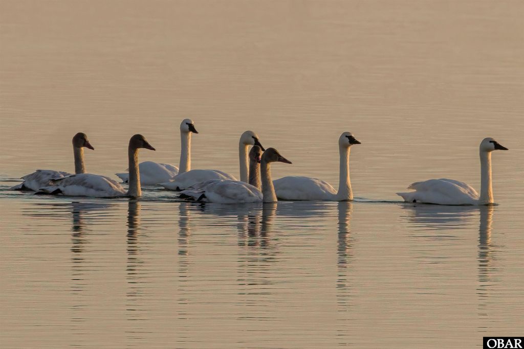 Image 48 of property listing at 984 Cruz Bay Court Lot 33, Corolla, NC 27927