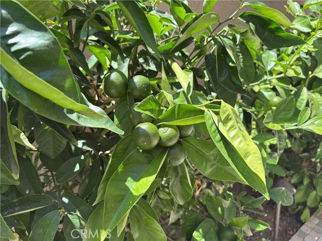 37 Peony, Irvine, CA 92618