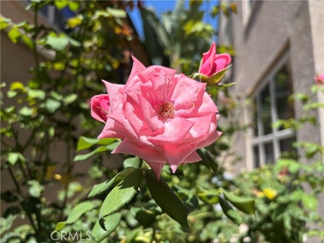 37 Peony, Irvine, CA 92618