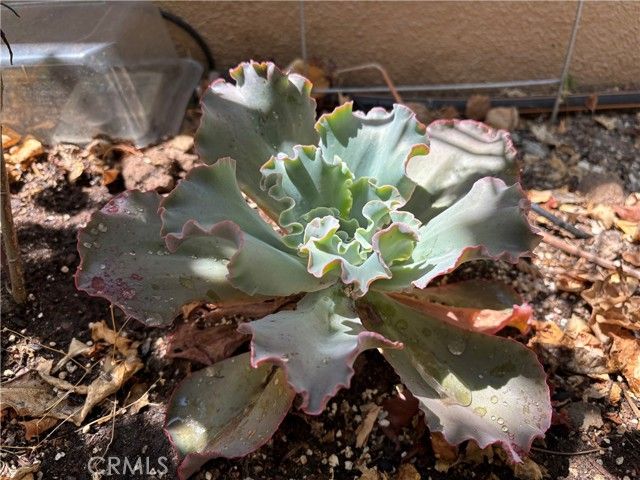 37 Peony, Irvine, CA 92618