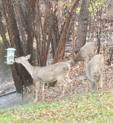 343 Sophia Avenue E, Maplewood, MN 55117