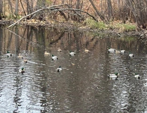 343 Sophia Avenue E, Maplewood, MN 55117