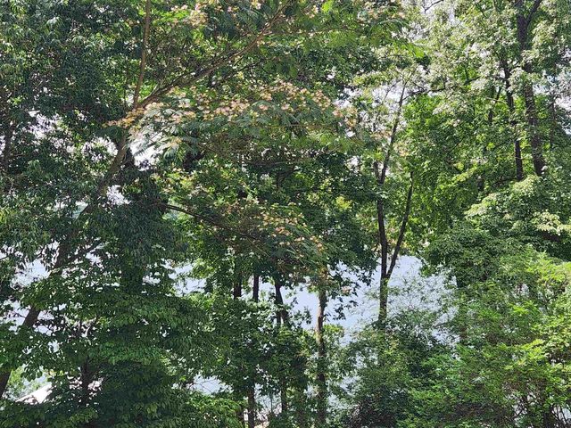 L37B12 N lakeshore Circle, Cherokee Village, AR 72529