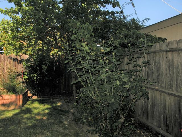 2510 Atlas Ave, Sacramento, CA 95820