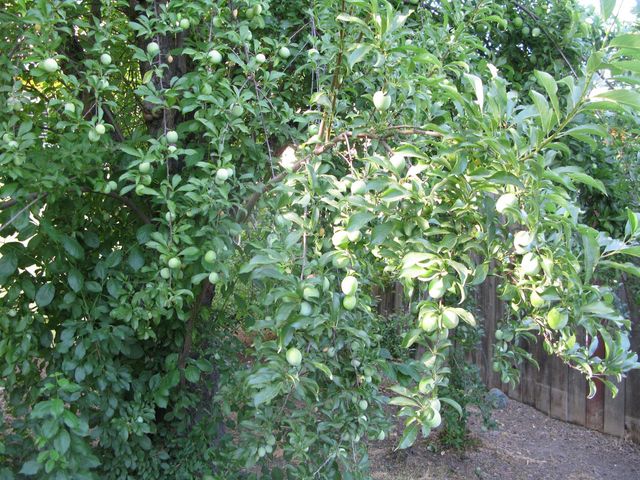 2510 Atlas Ave, Sacramento, CA 95820