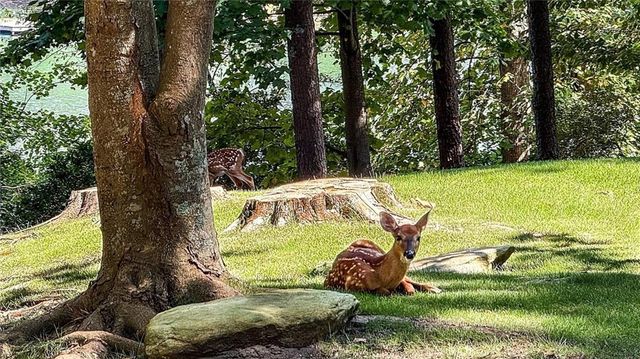 161 BROADWATER Court, Waleska, GA 30183