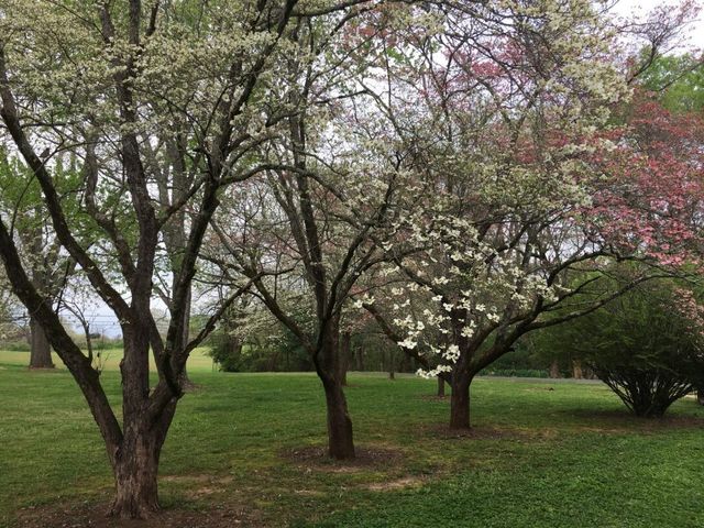 905 S Jefferson St, Winchester, TN 37398