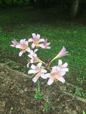 905 S Jefferson St, Winchester, TN 37398