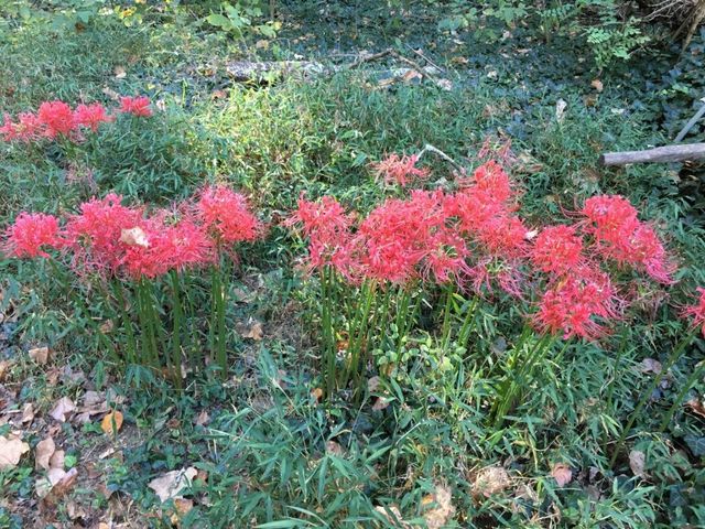 905 S Jefferson St, Winchester, TN 37398