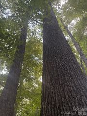 Lot 5 Edgewood Road, Wilkesboro, NC 28697